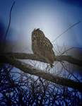 Great Horned Owl